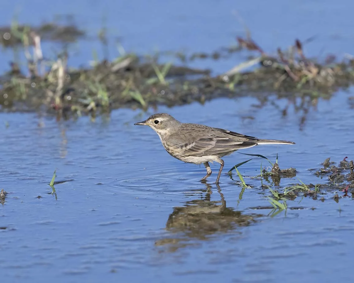 American_Pipit_Z090658.JPG