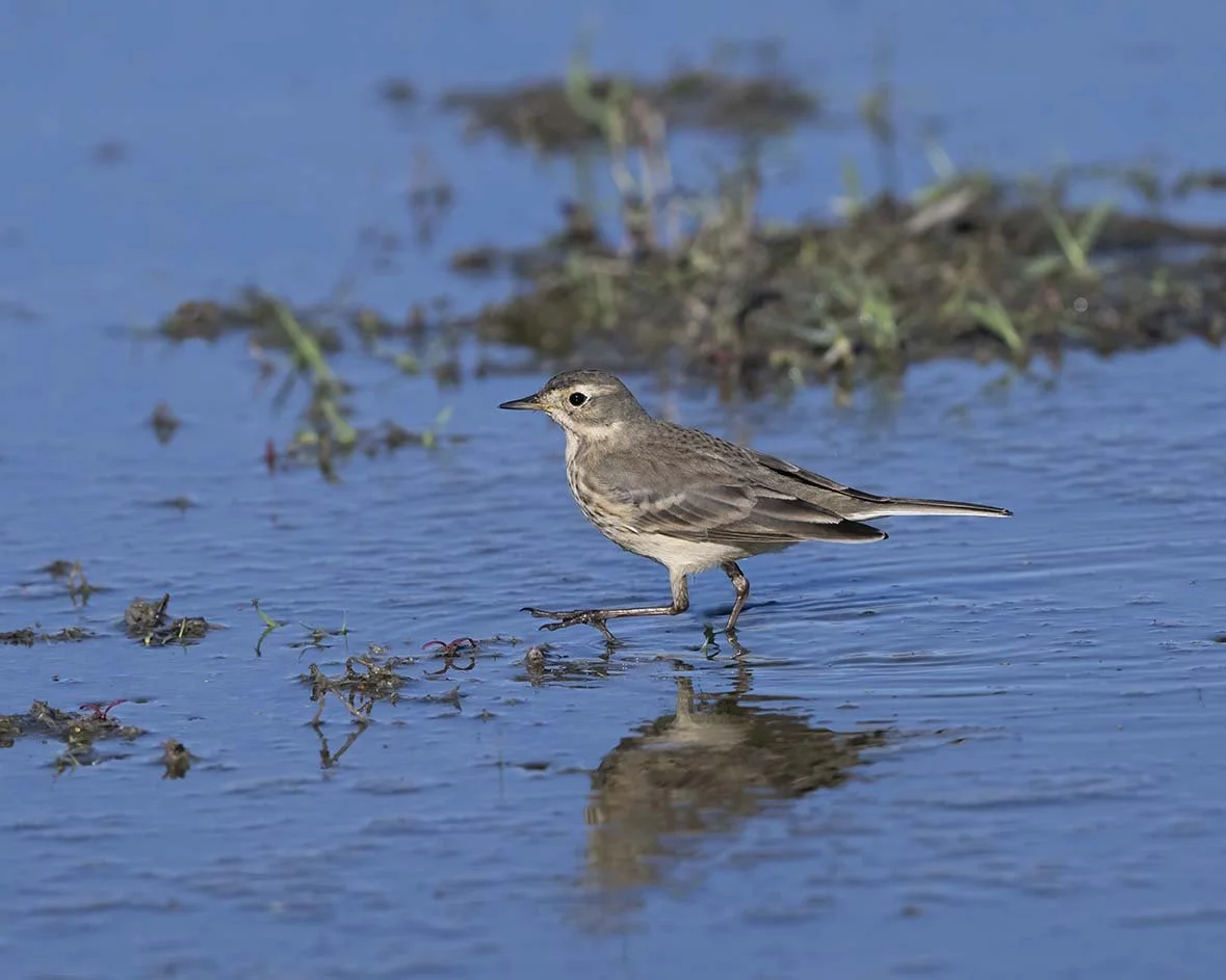 American_Pipit_Z090661.JPG