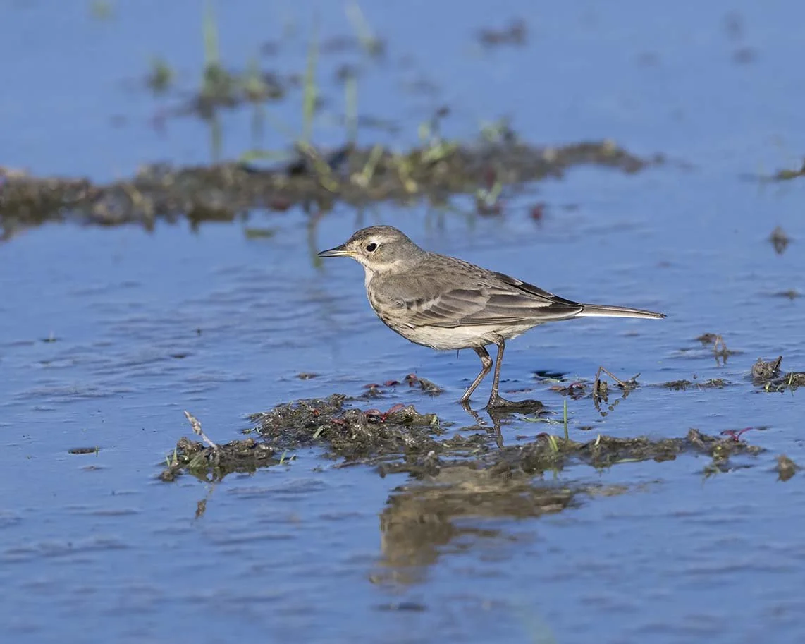 American_Pipit_Z090671.JPG
