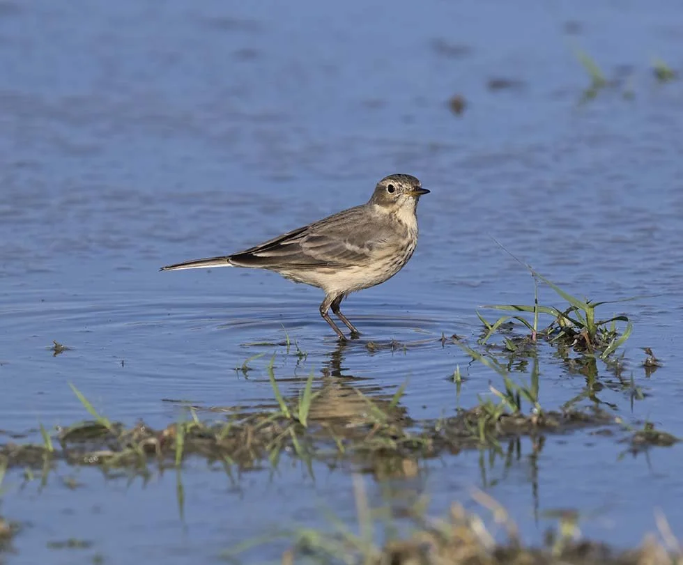 American_Pipit_Z090705.JPG