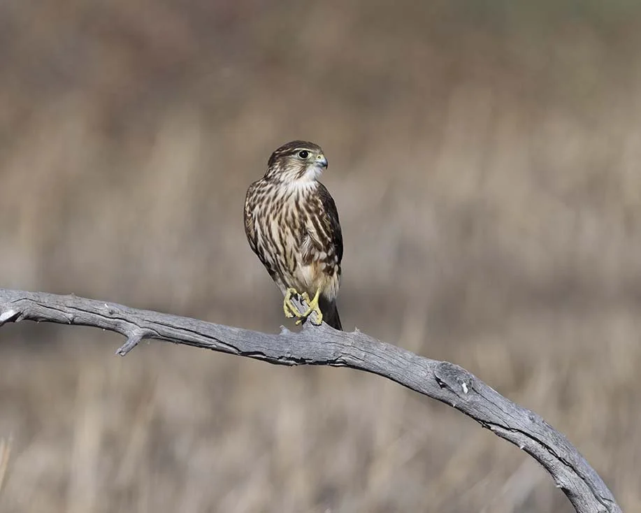 Merlin_Z090721.JPG