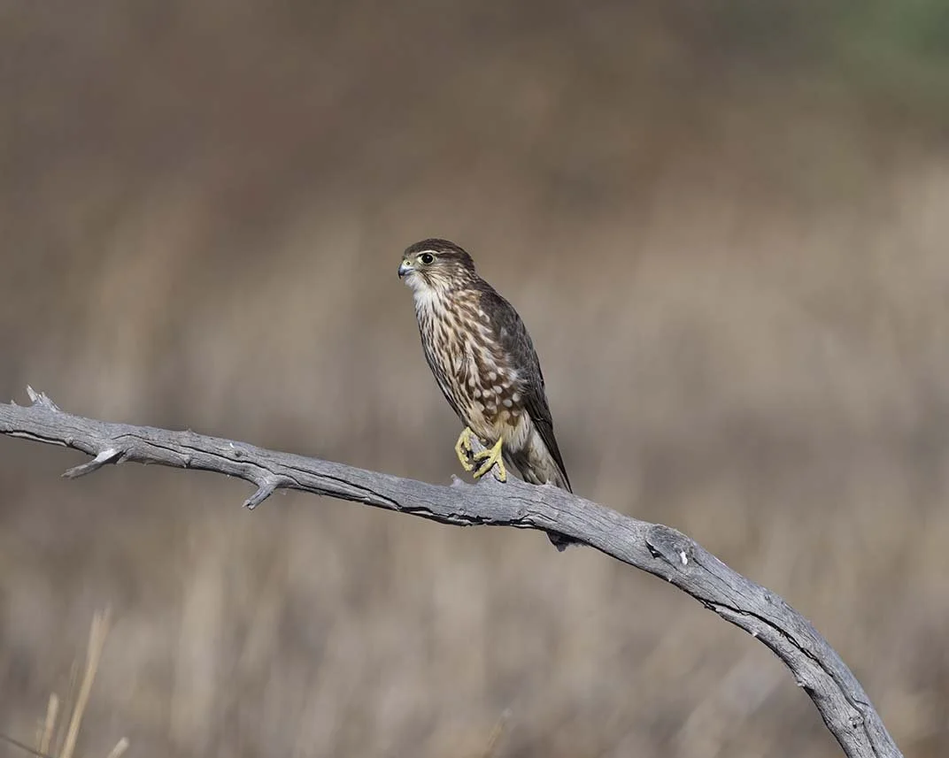 Merlin_Z090759.JPG