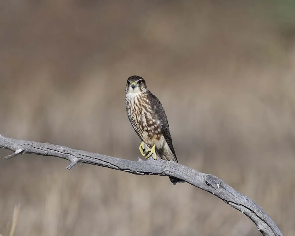 Merlin_Z090761.JPG