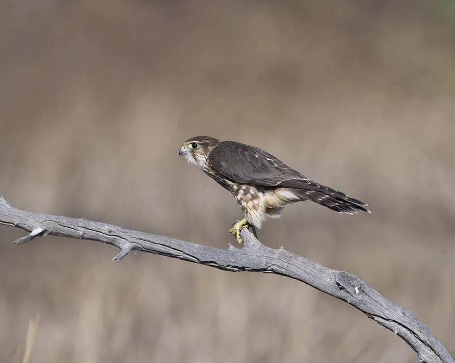 Merlin_Z090767.JPG