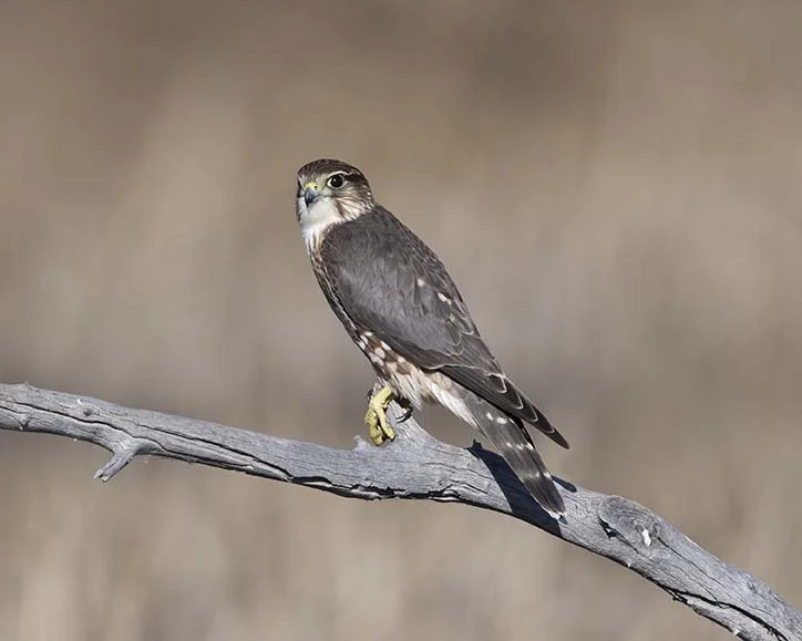 Merlin_Z090771.JPG
