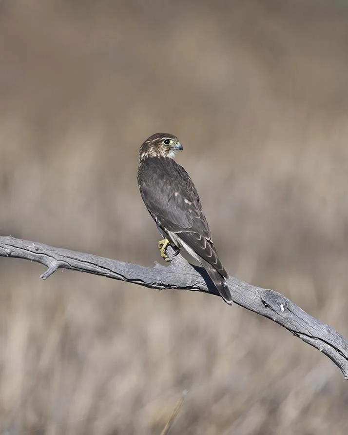 Merlin_Z090776.JPG