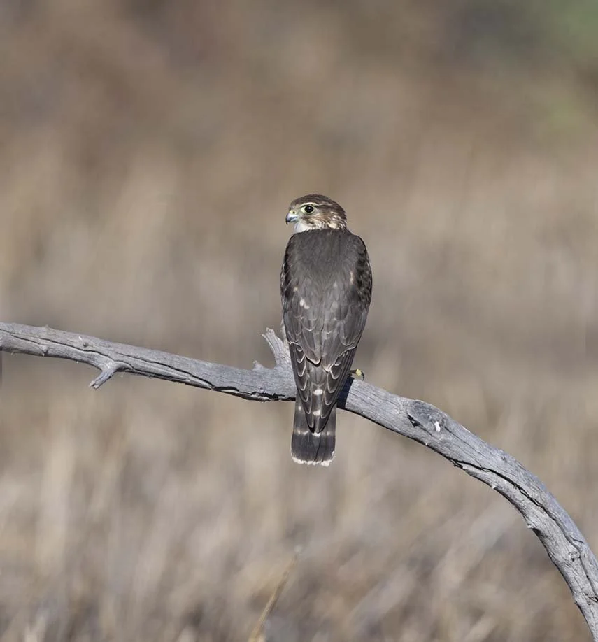 Merlin_Z090795.JPG