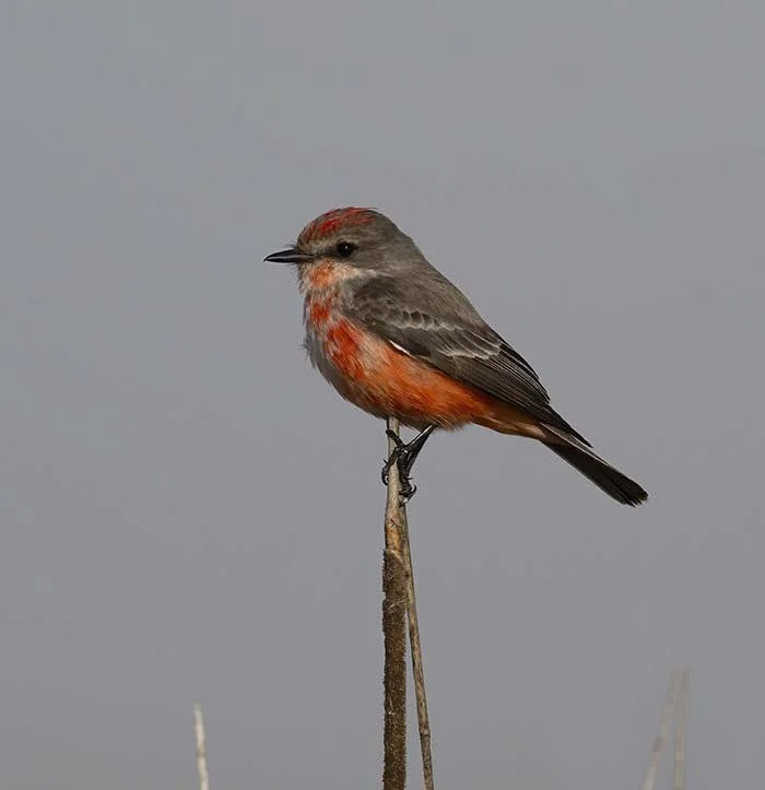 San Jacinto Wildlife Managment Area Riverside, CA  January 26, 2024