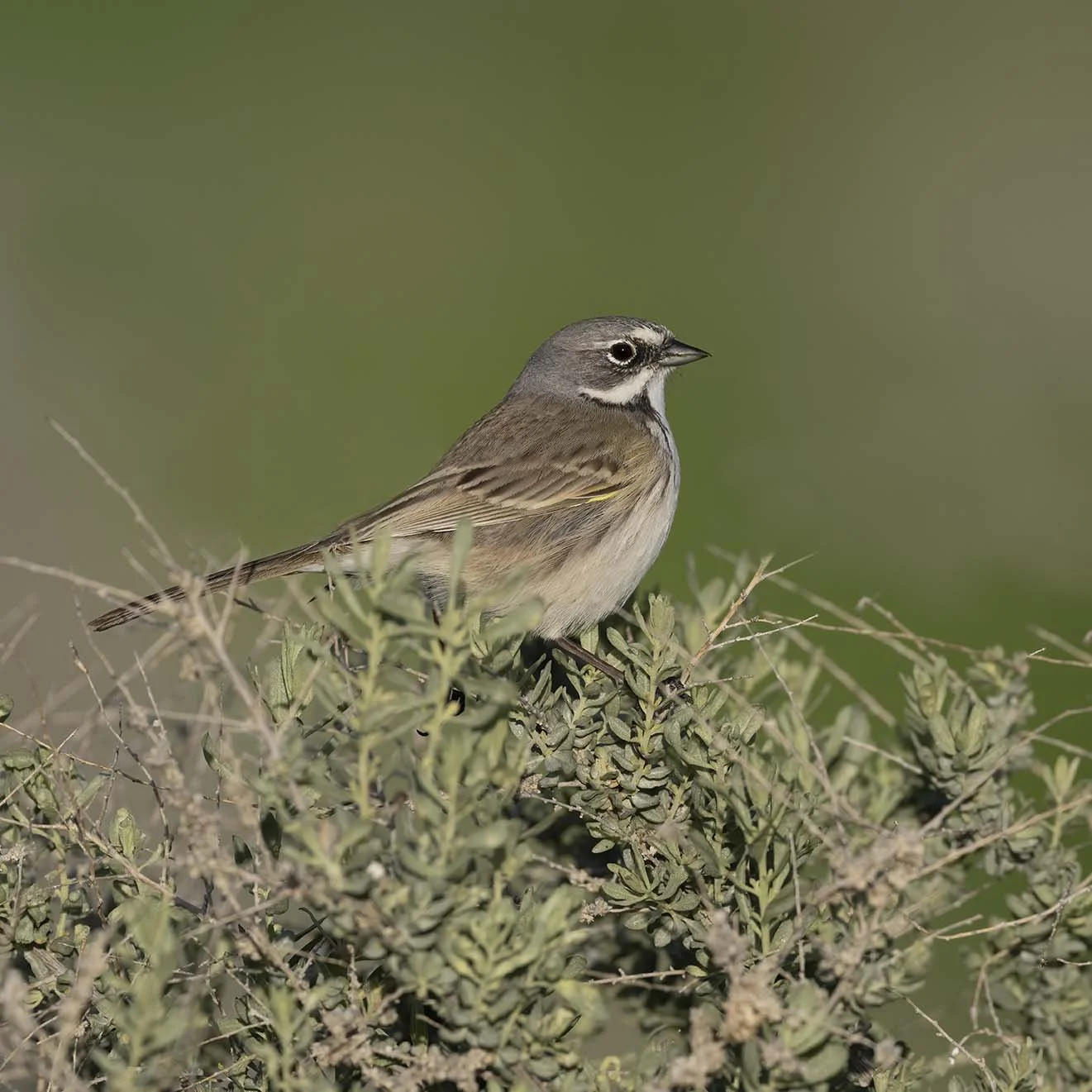 Bell's_Sparrow_Z091733.JPG