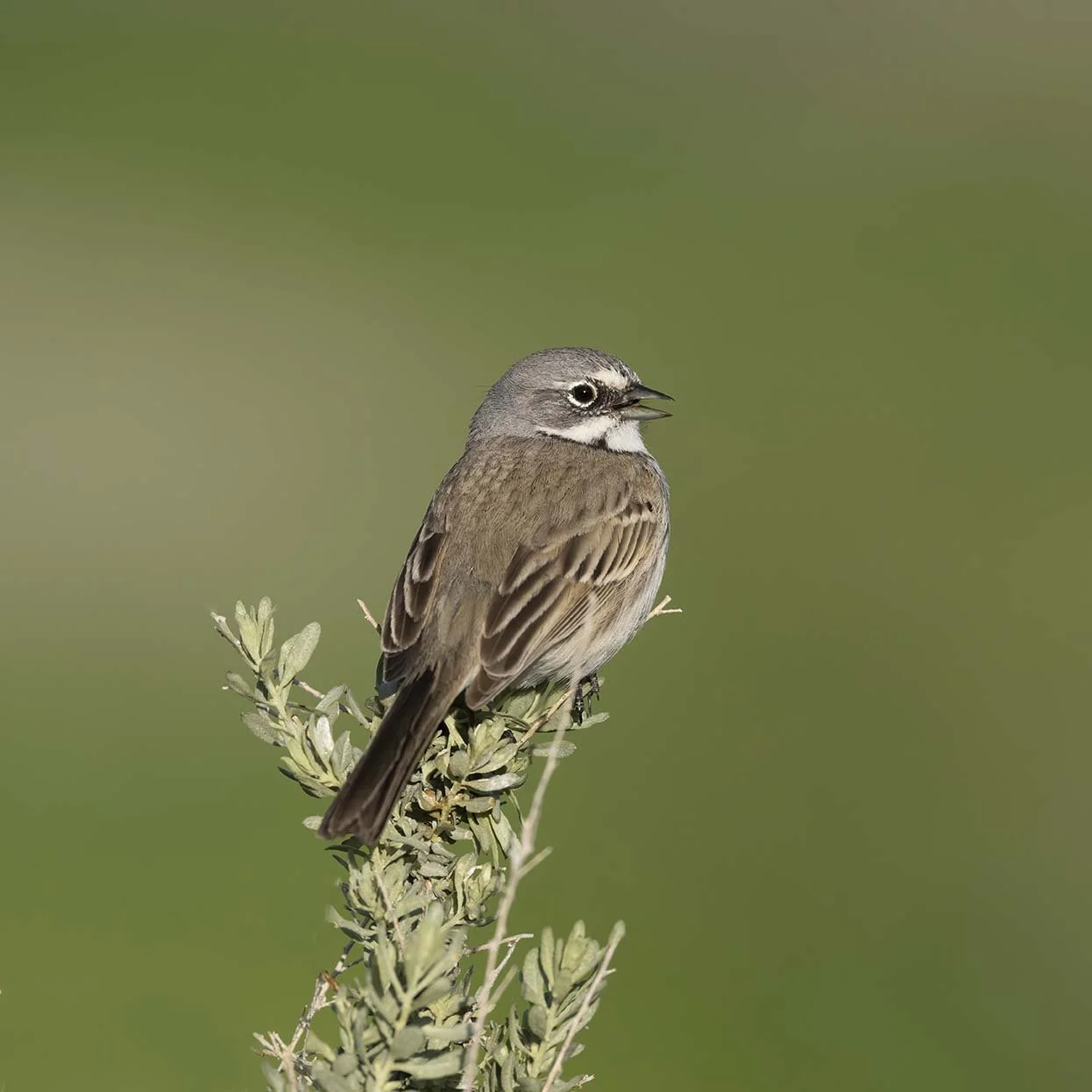 Bell's_Sparrow_Z091809.JPG