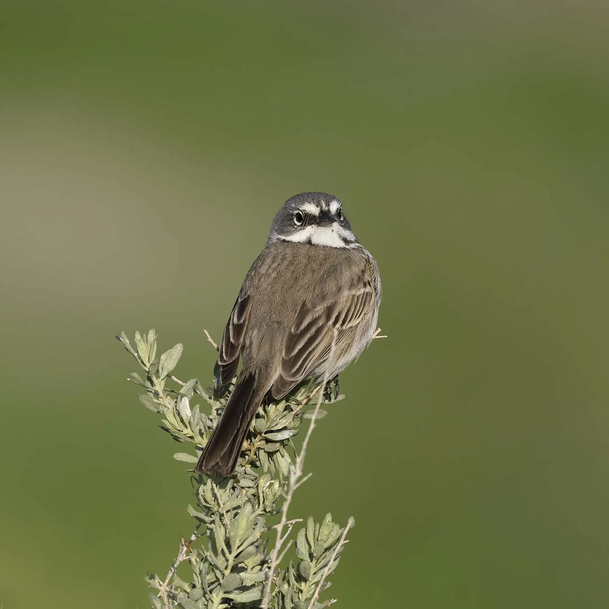 Bell's_Sparrow_Z091831.JPG