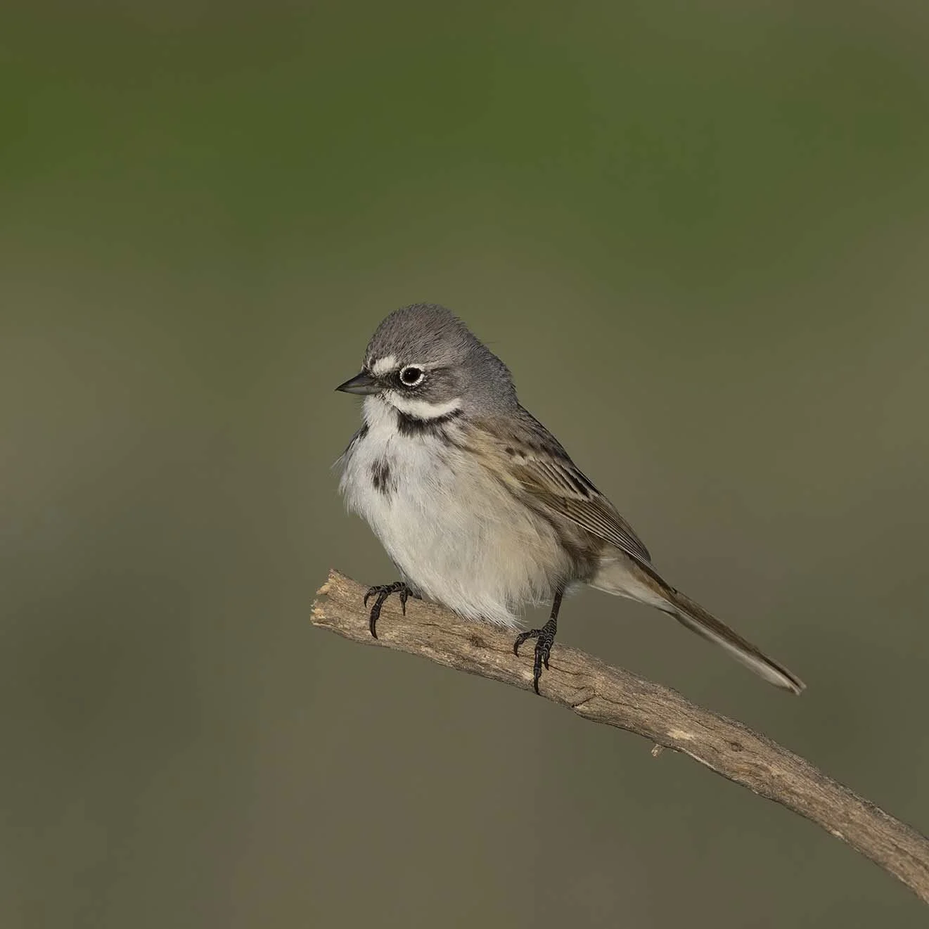 Bell's_Sparrow_Z091933.JPG
