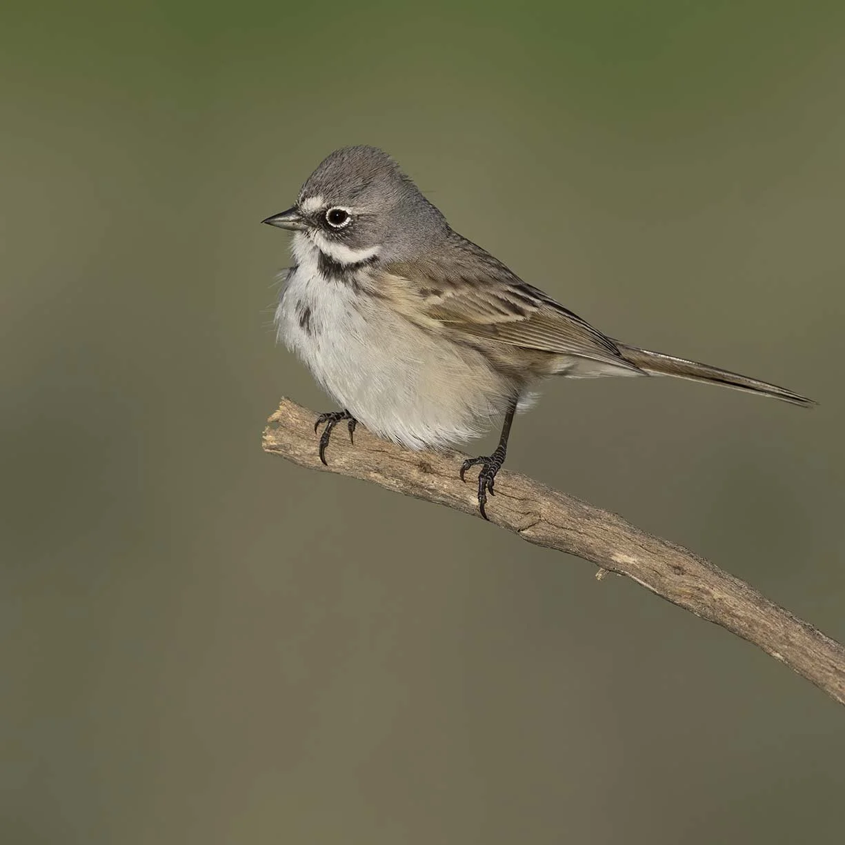 Bell's_Sparrow_Z091937.JPG