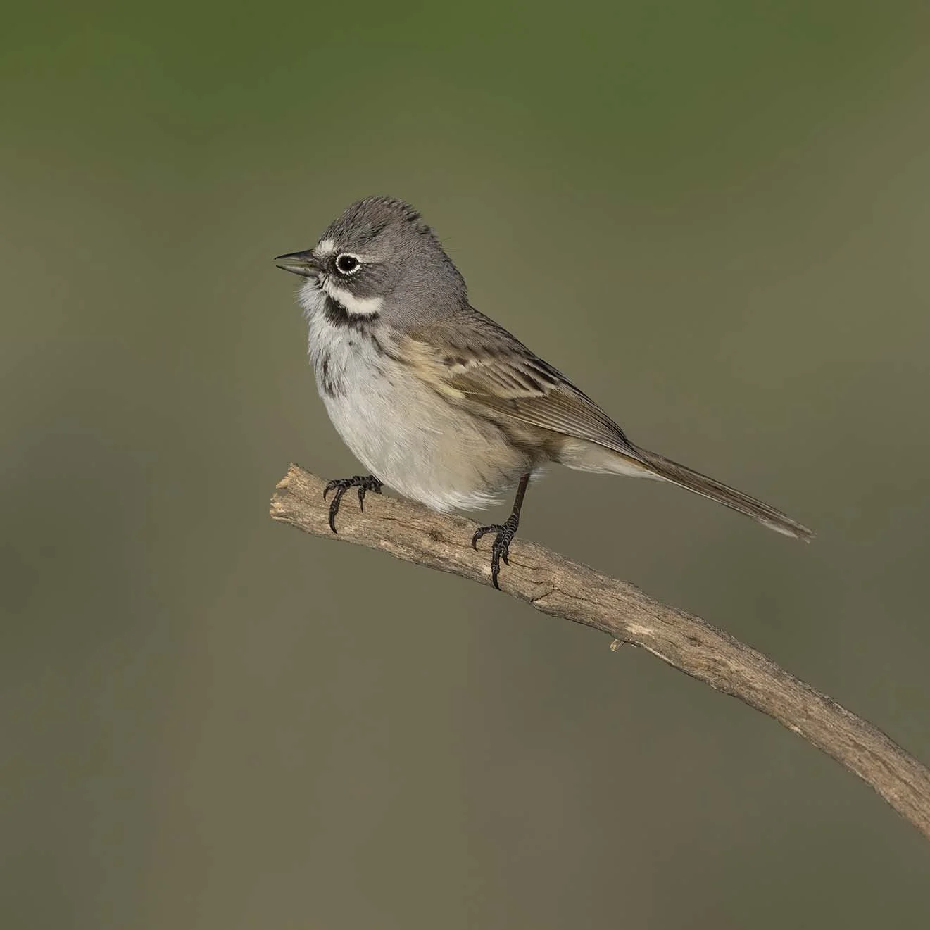 Bell's_Sparrow_Z091943.JPG
