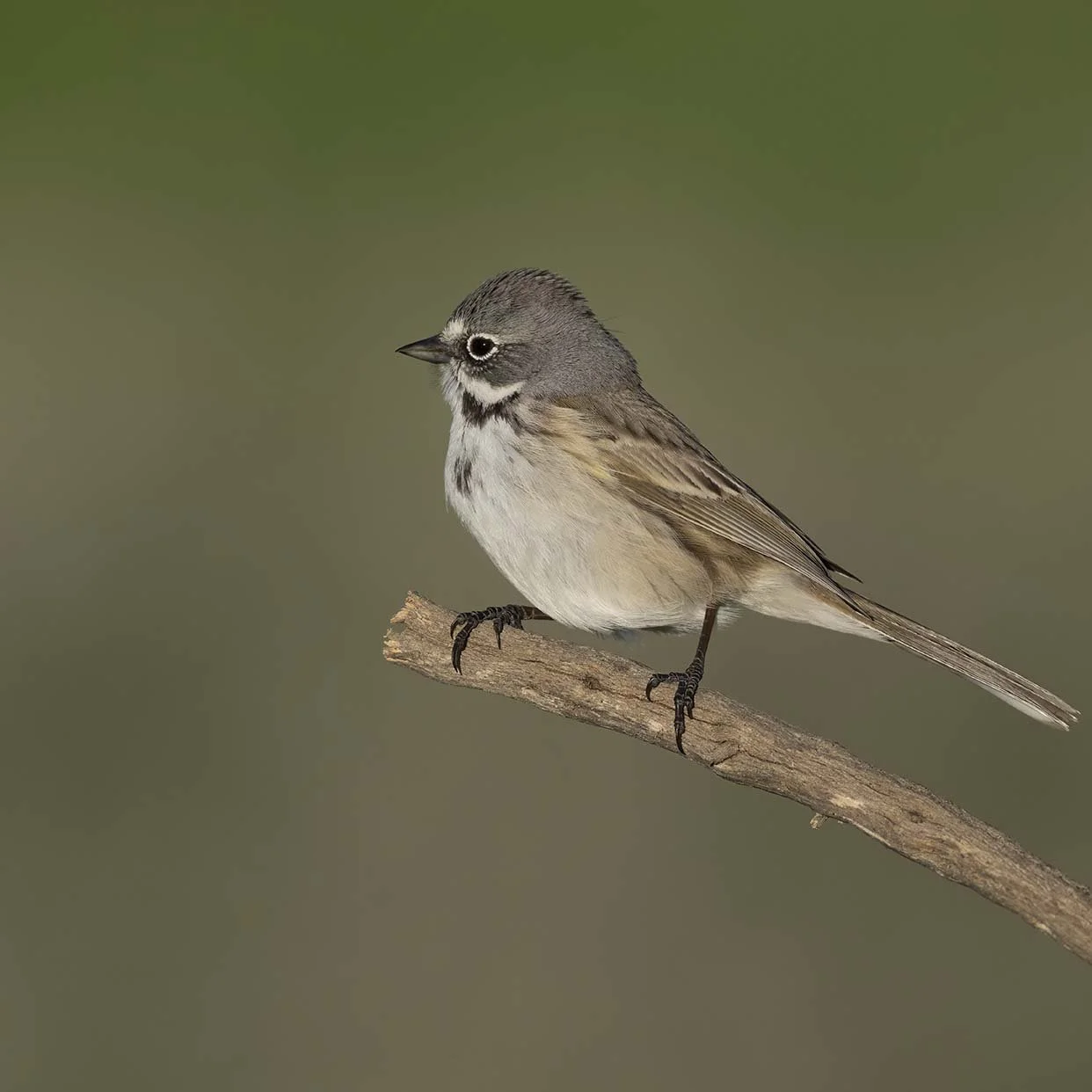 Bell's_Sparrow_Z091960.JPG