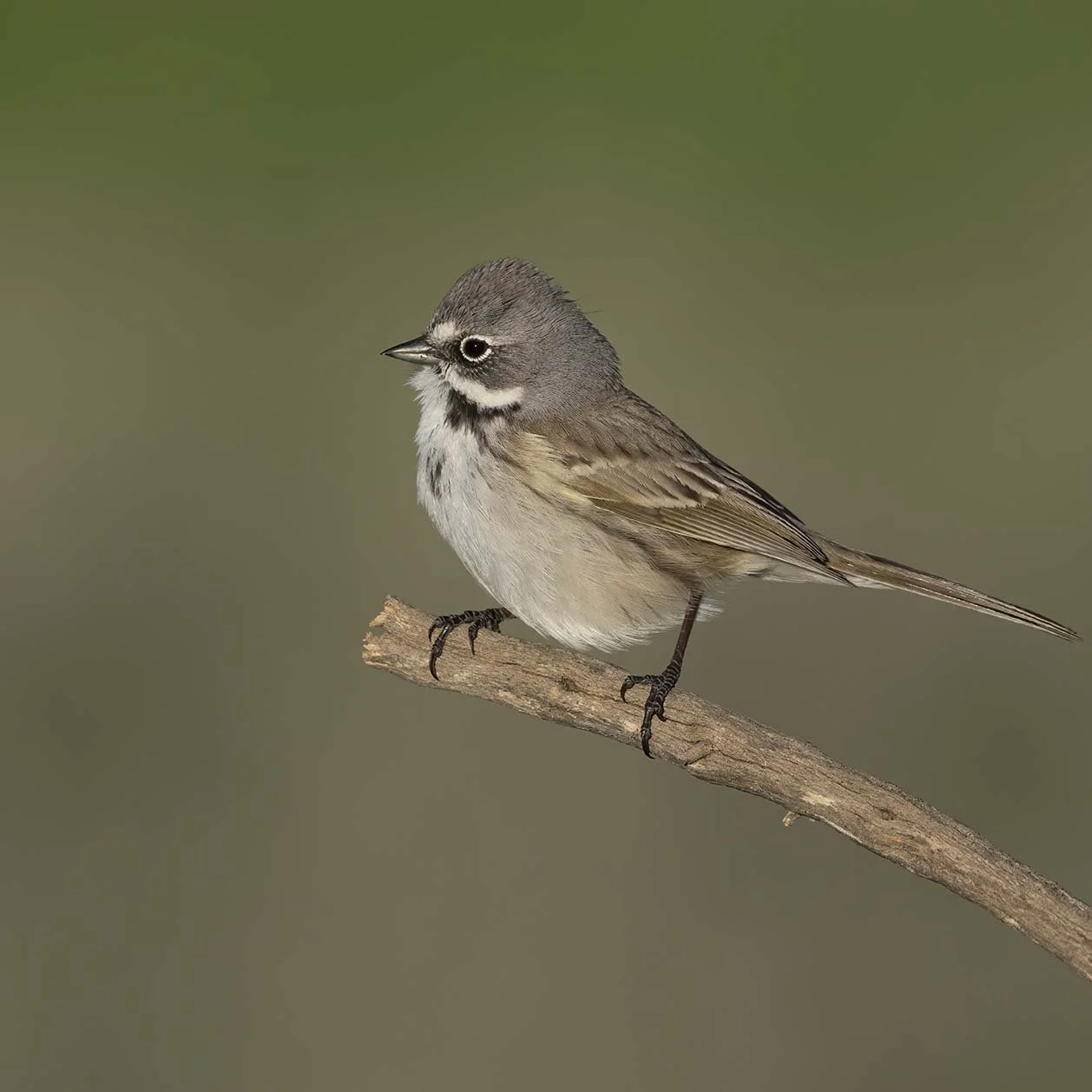 Bell's_Sparrow_Z091967.JPG