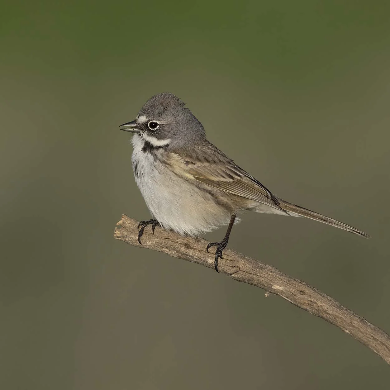 Bell's_Sparrow_Z091968.JPG