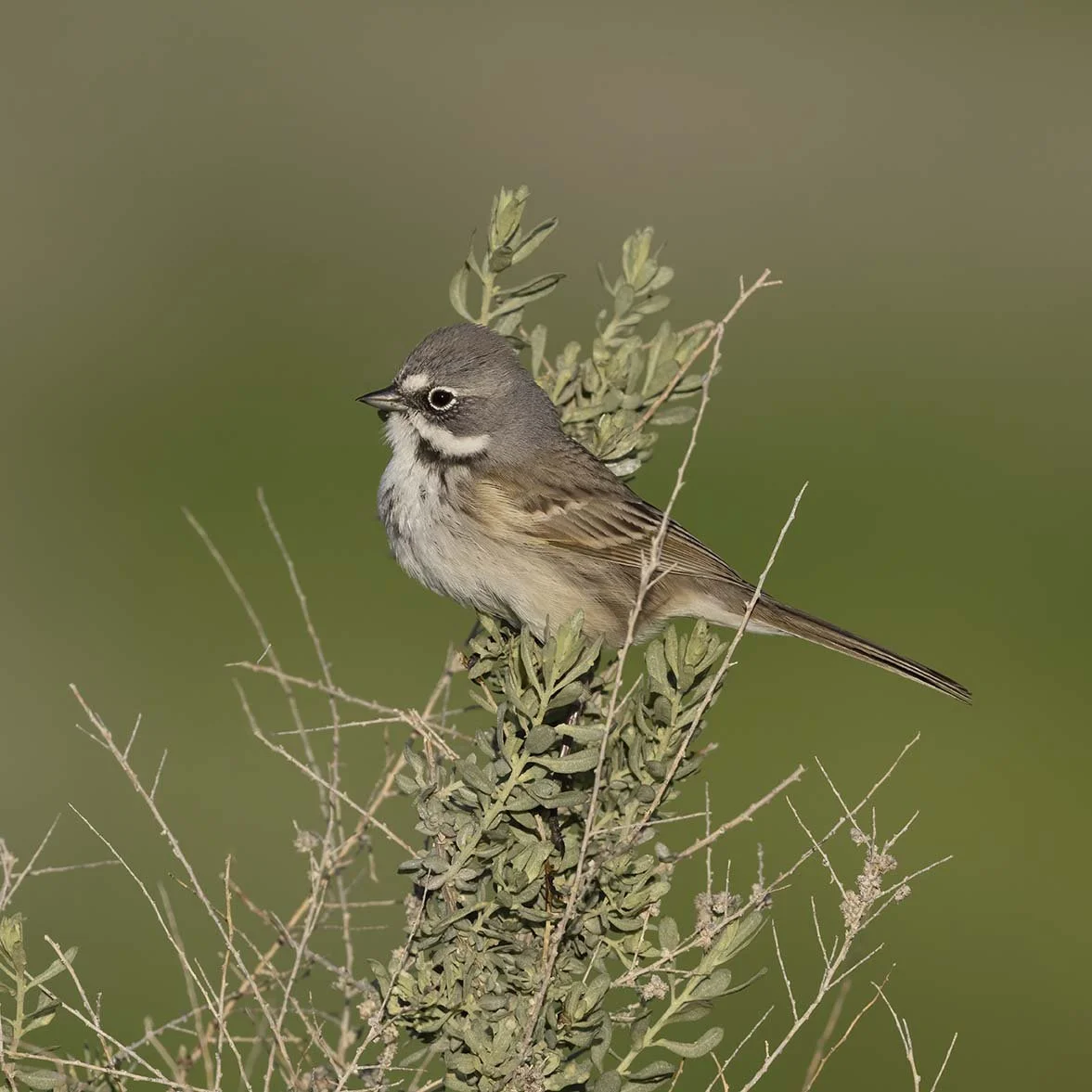 Bell's_Sparrow_Z091989.JPG
