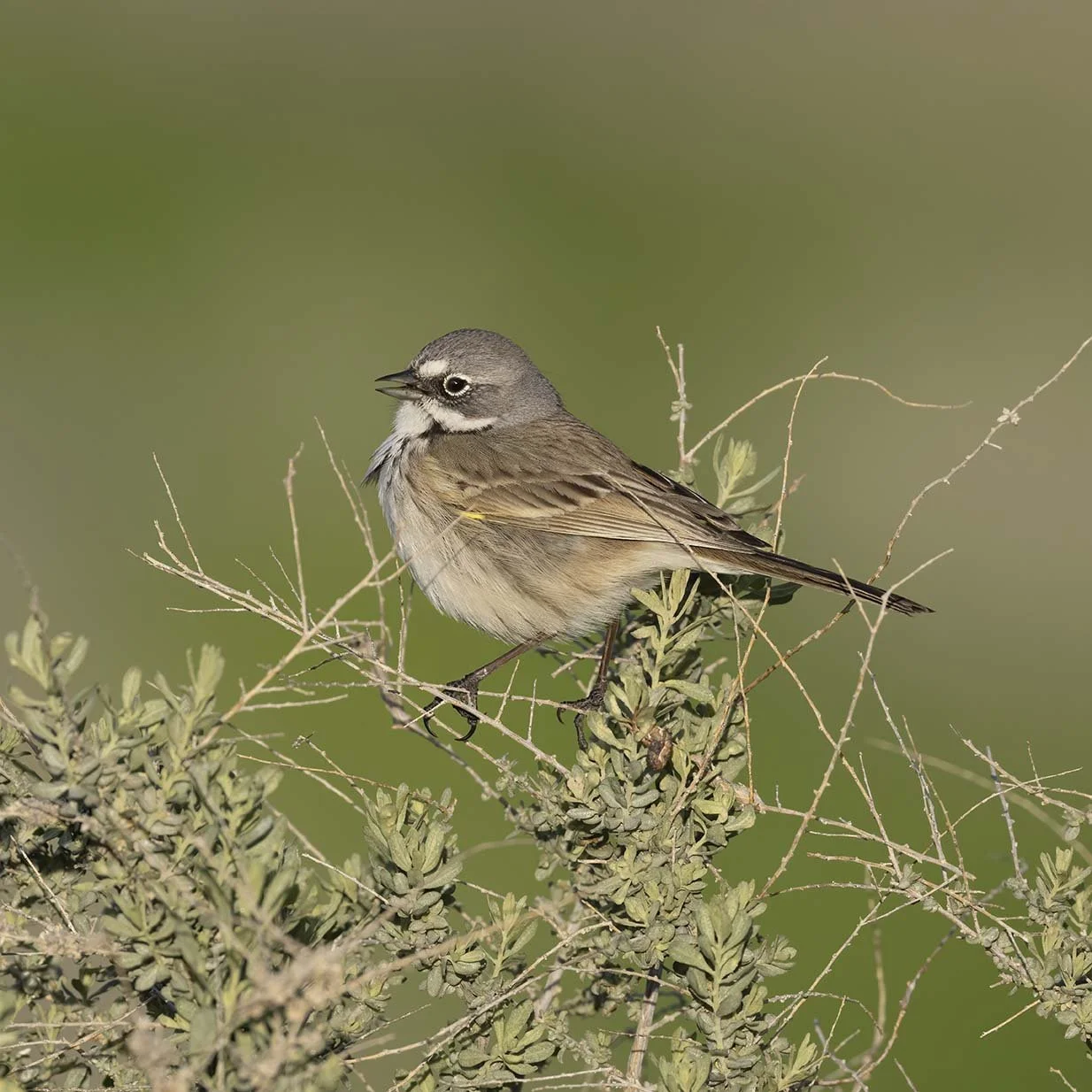 Bell's_Sparrow_Z092003.JPG