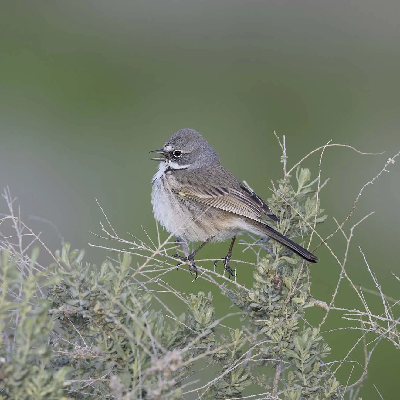 Bell's_Sparrow_Z092012.JPG
