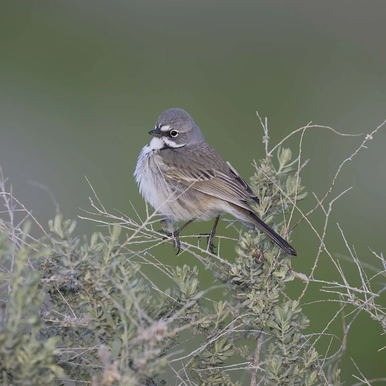 Bell's_Sparrow_Z092036.JPG