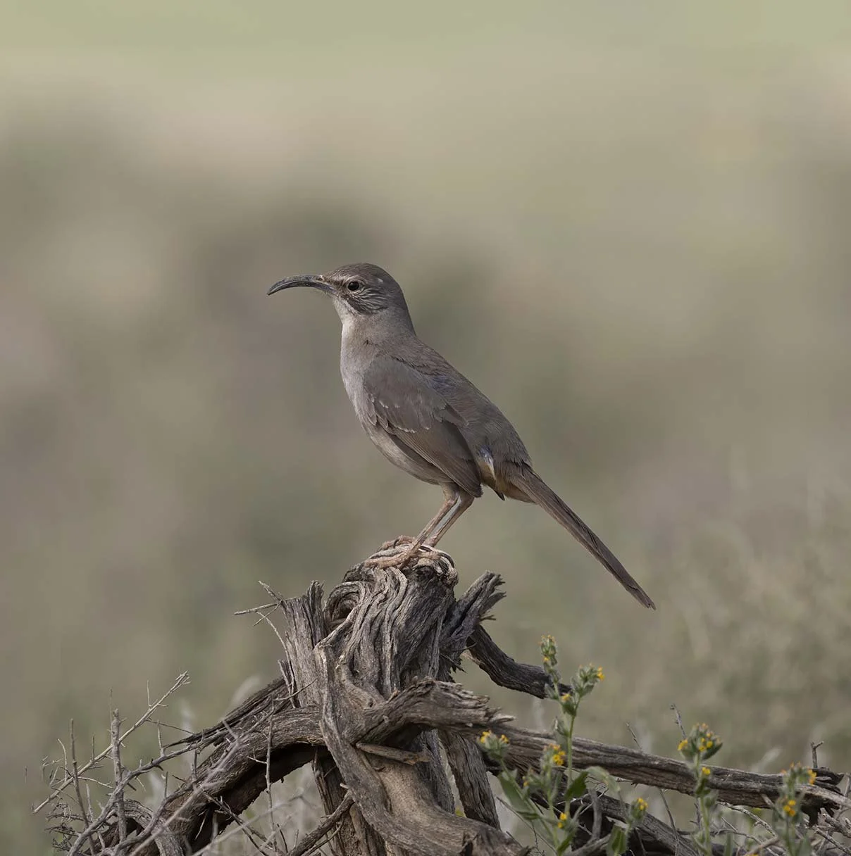 LeConte's_Thrasher_Z091604.JPG