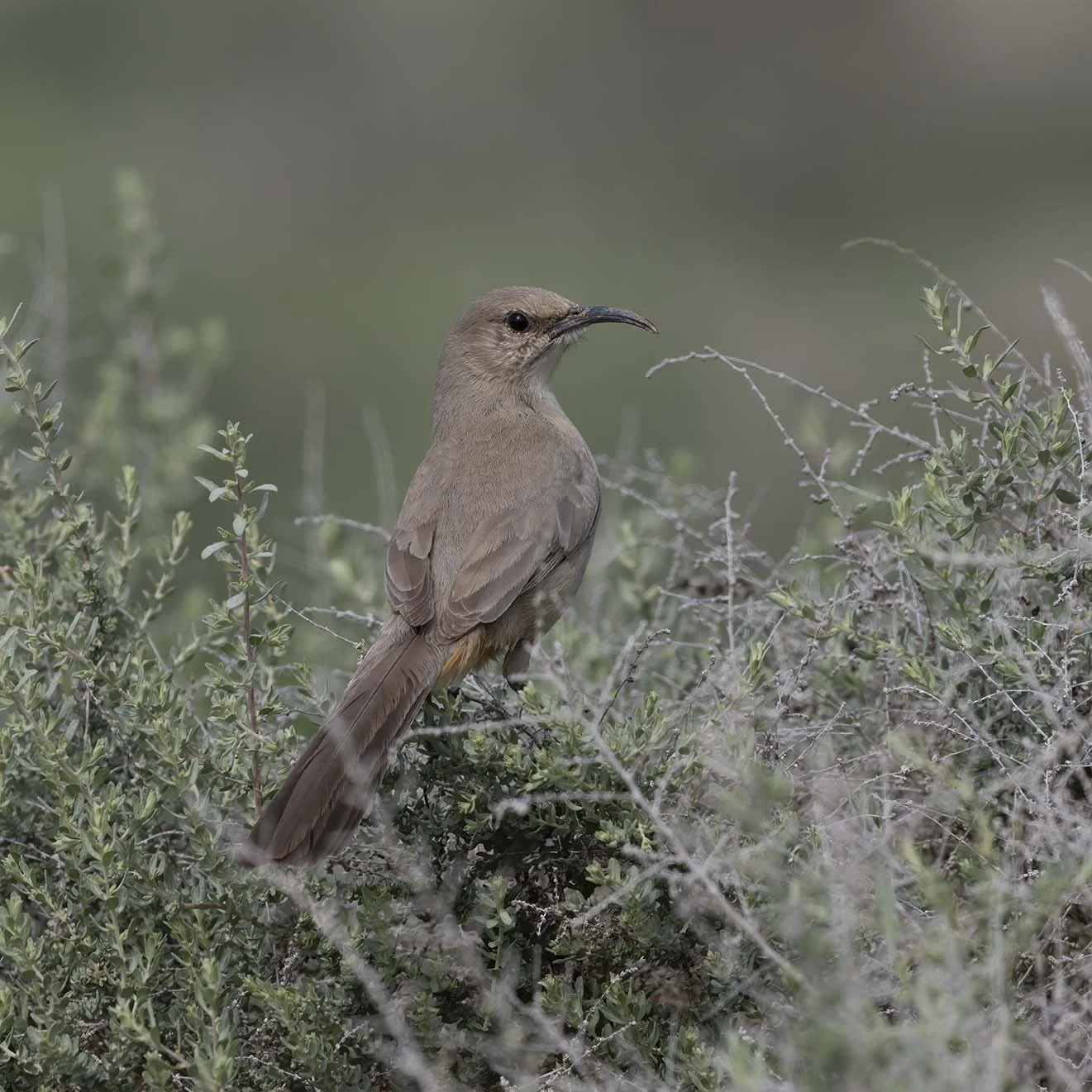 LeConte's_Thrasher_Z091663.JPG