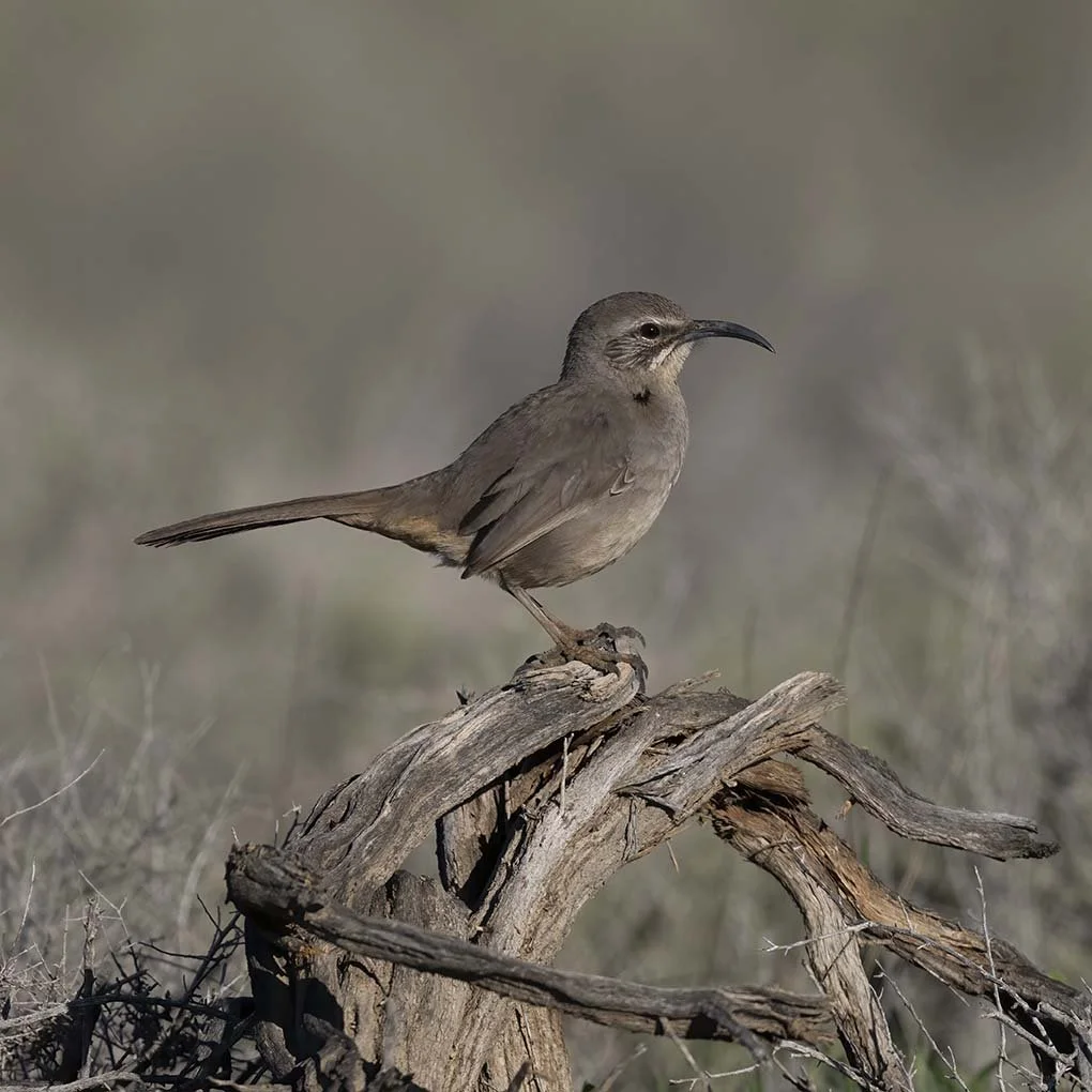 LeConte's_Thrasher_Z092097.JPG