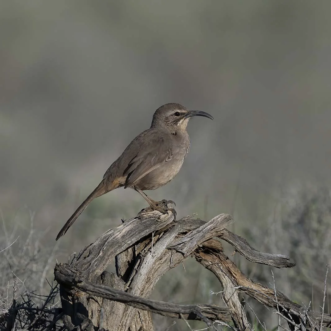 LeConte's_Thrasher_Z092098.JPG