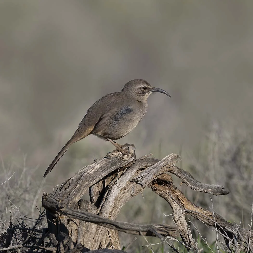 LeConte's_Thrasher_Z092160.JPG