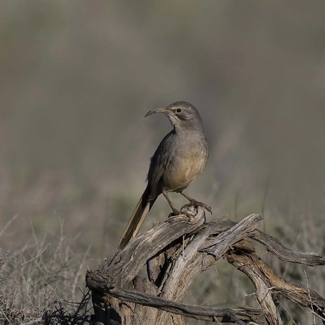 LeConte's_Thrasher_Z092218.JPG