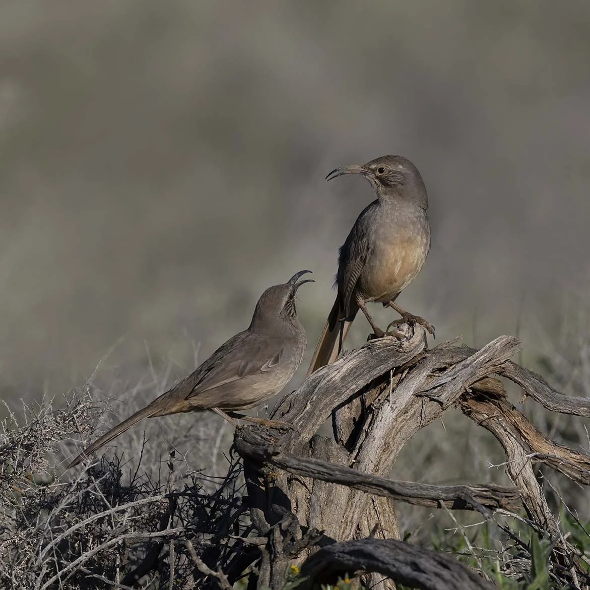 LeConte's_Thrasher_Z092224.JPG