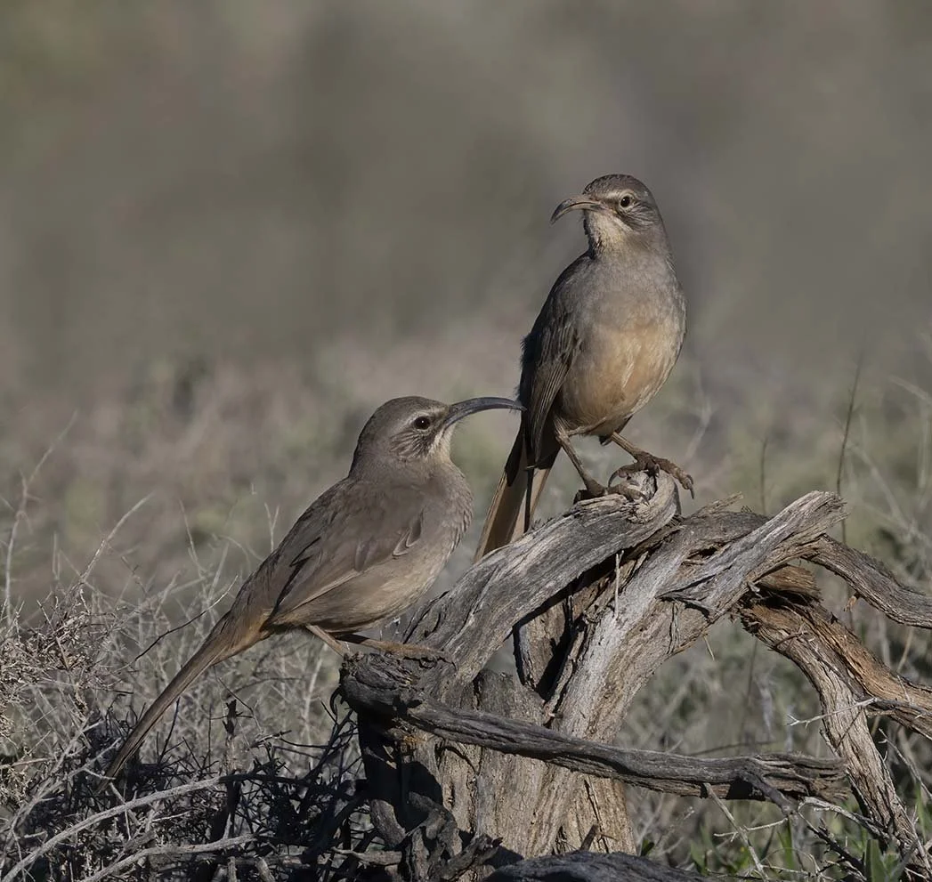 LeConte's_Thrasher_Z092226.JPG
