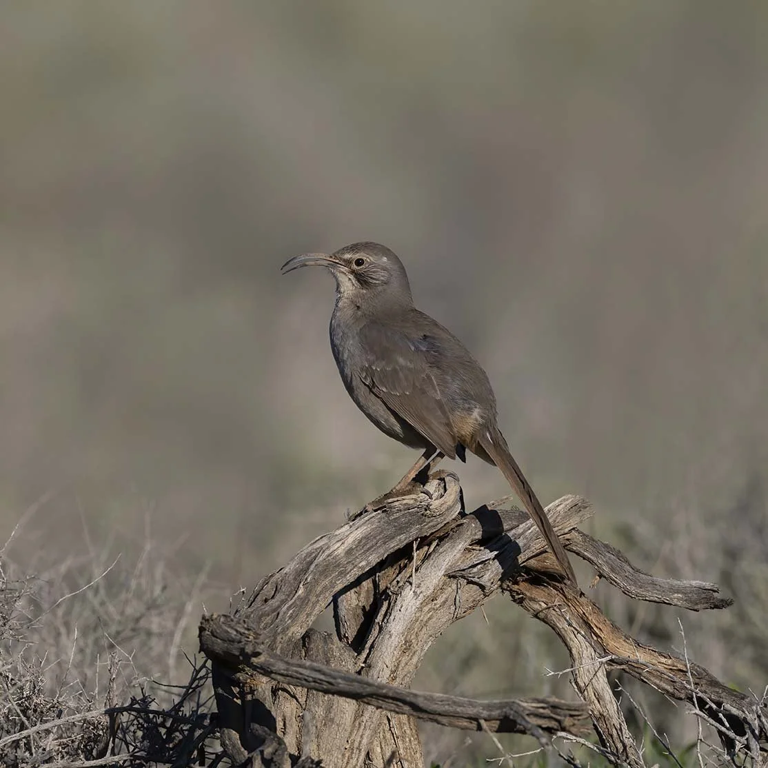 LeConte's_Thrasher_Z092288.JPG