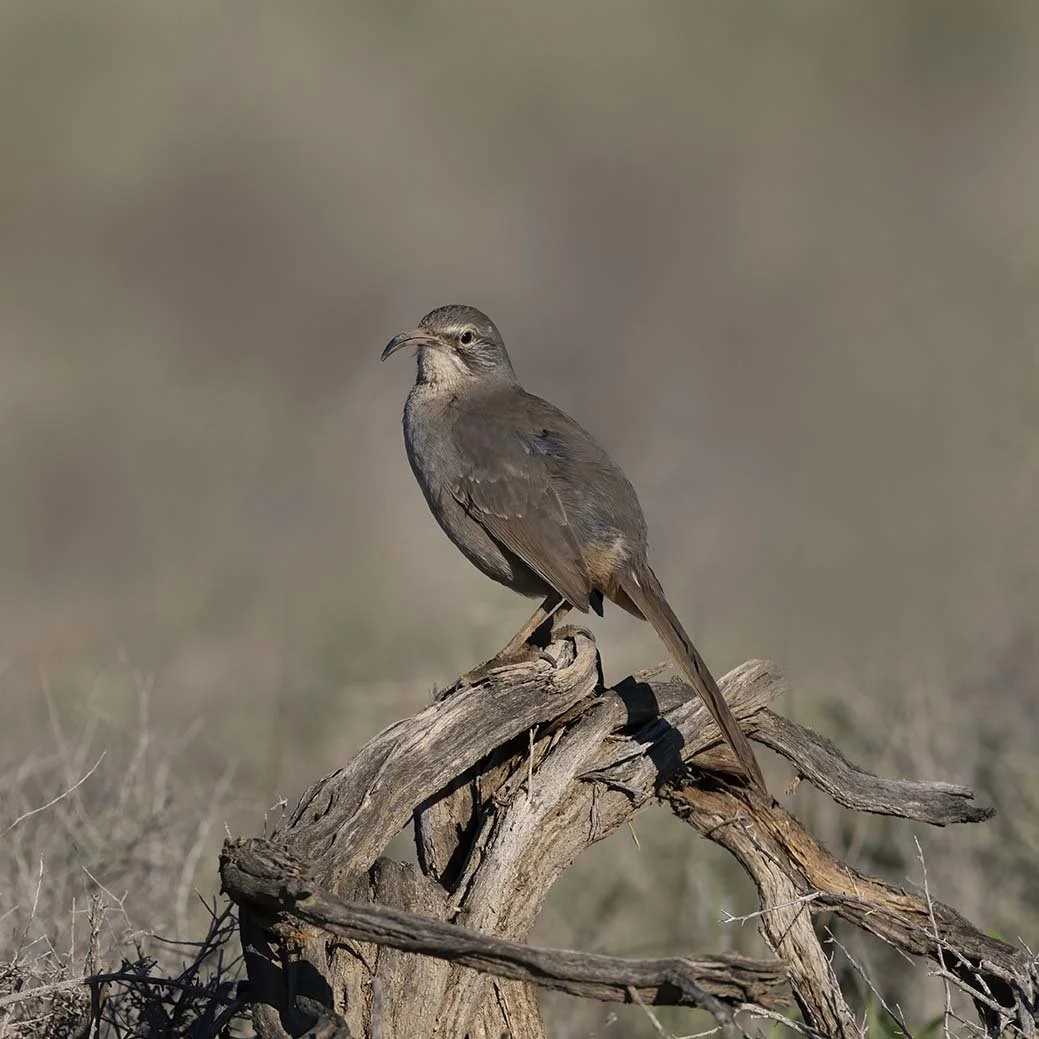 LeConte's_Thrasher_Z092296.JPG