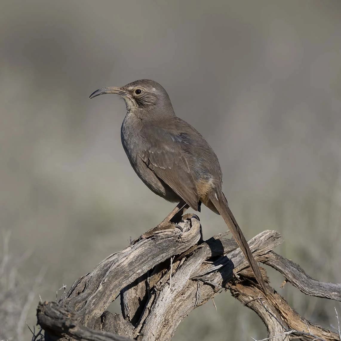 LeConte's_Thrasher_Z092322.JPG