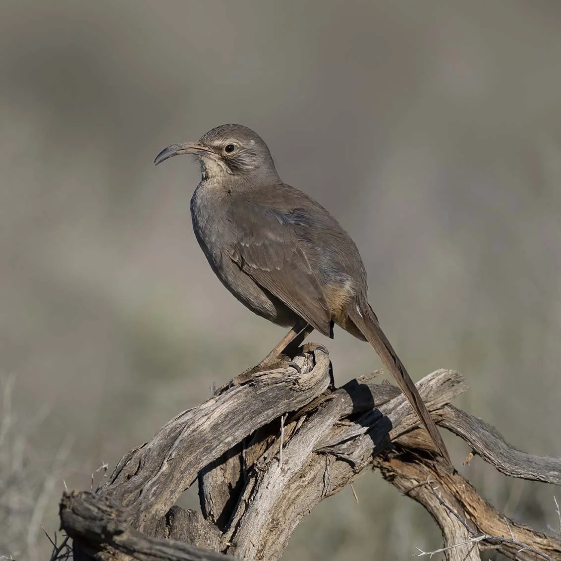 LeConte's_Thrasher_Z092347.JPG