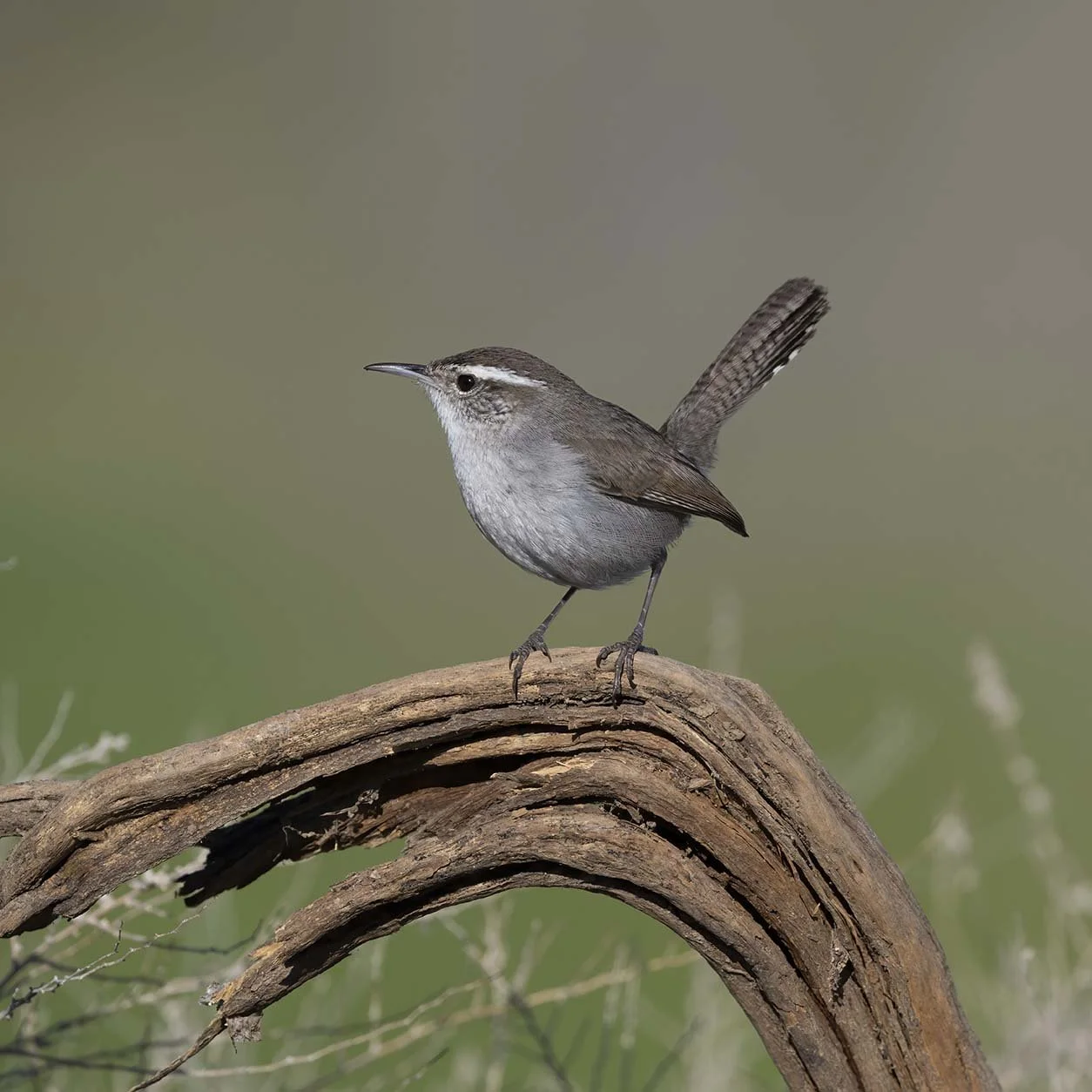 Bewick's_Wren_Z092424.JPG