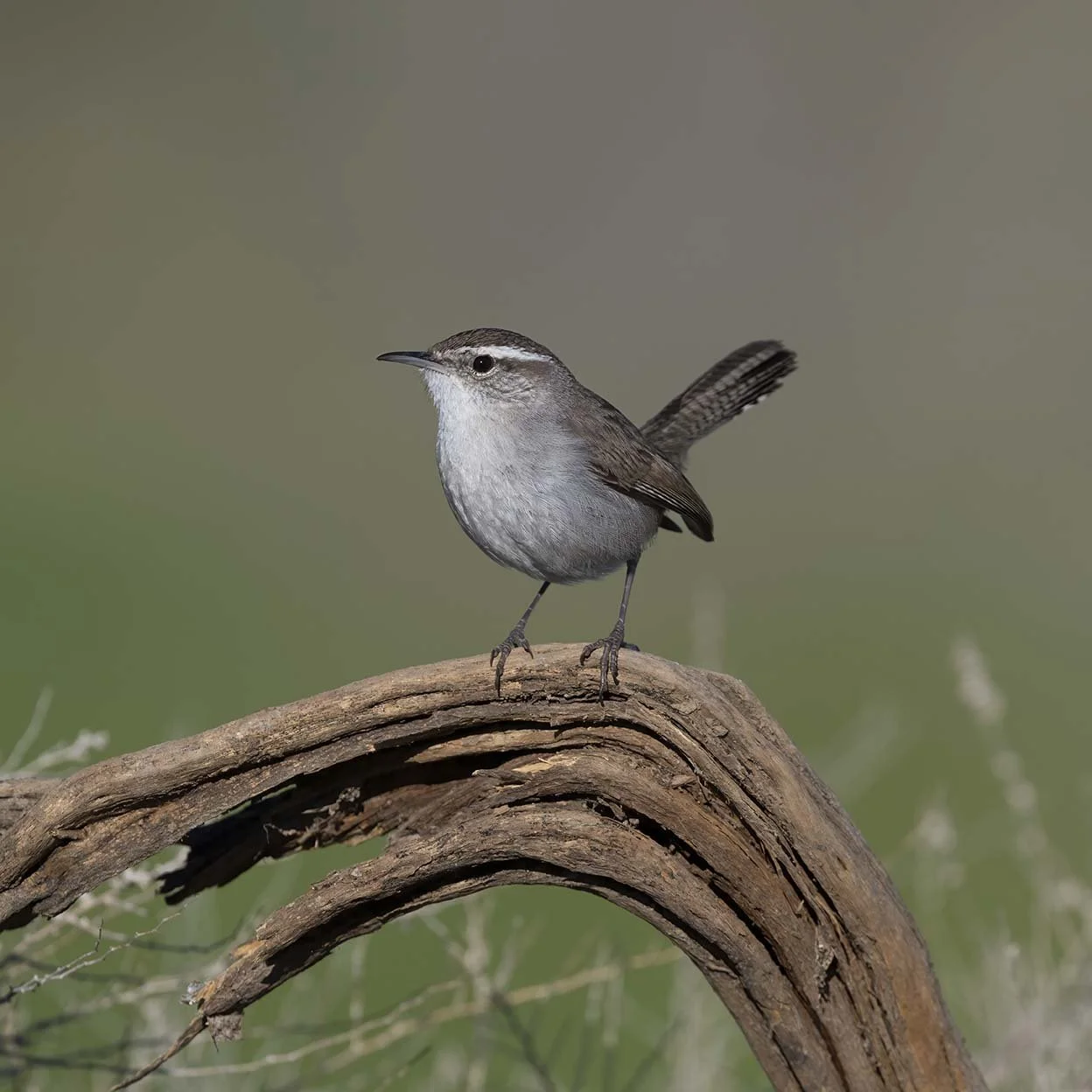 Bewick's_Wren_Z092433.JPG