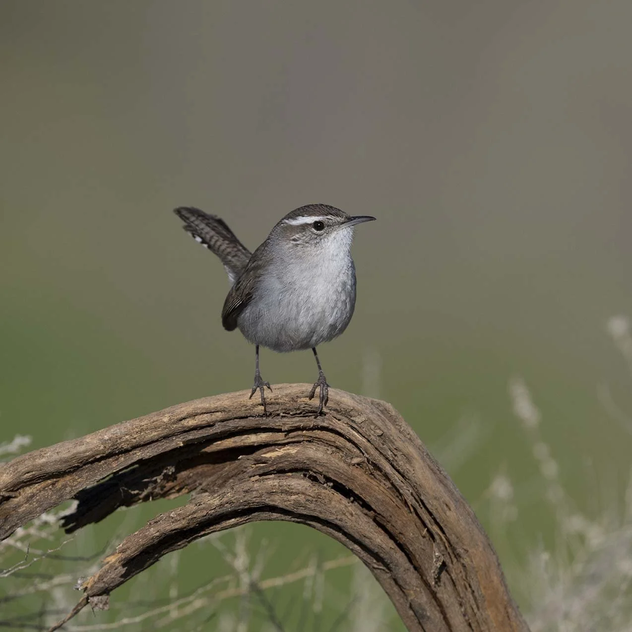 Bewick's_Wren_Z092452.JPG