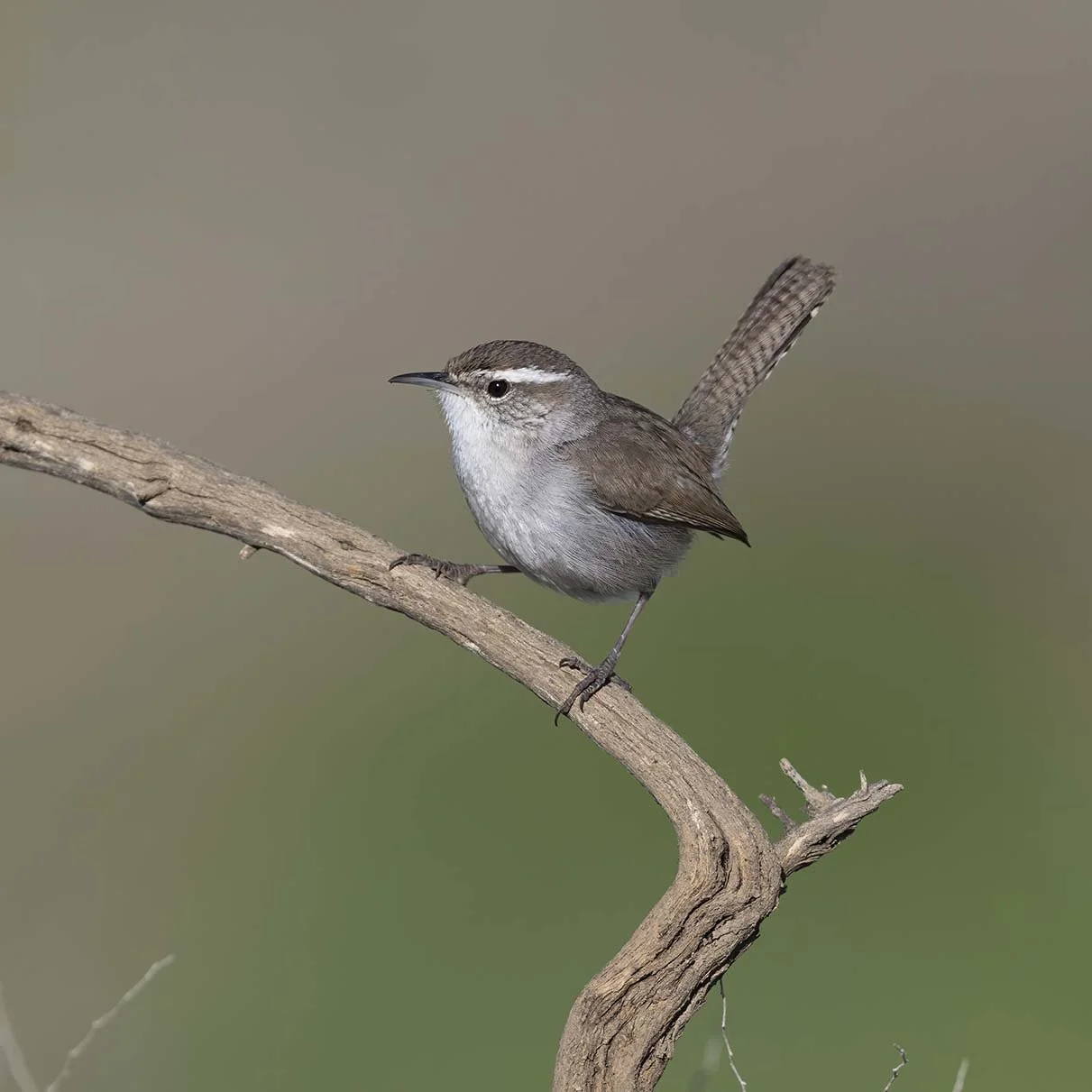 Bewick's_Wren_Z092462.JPG