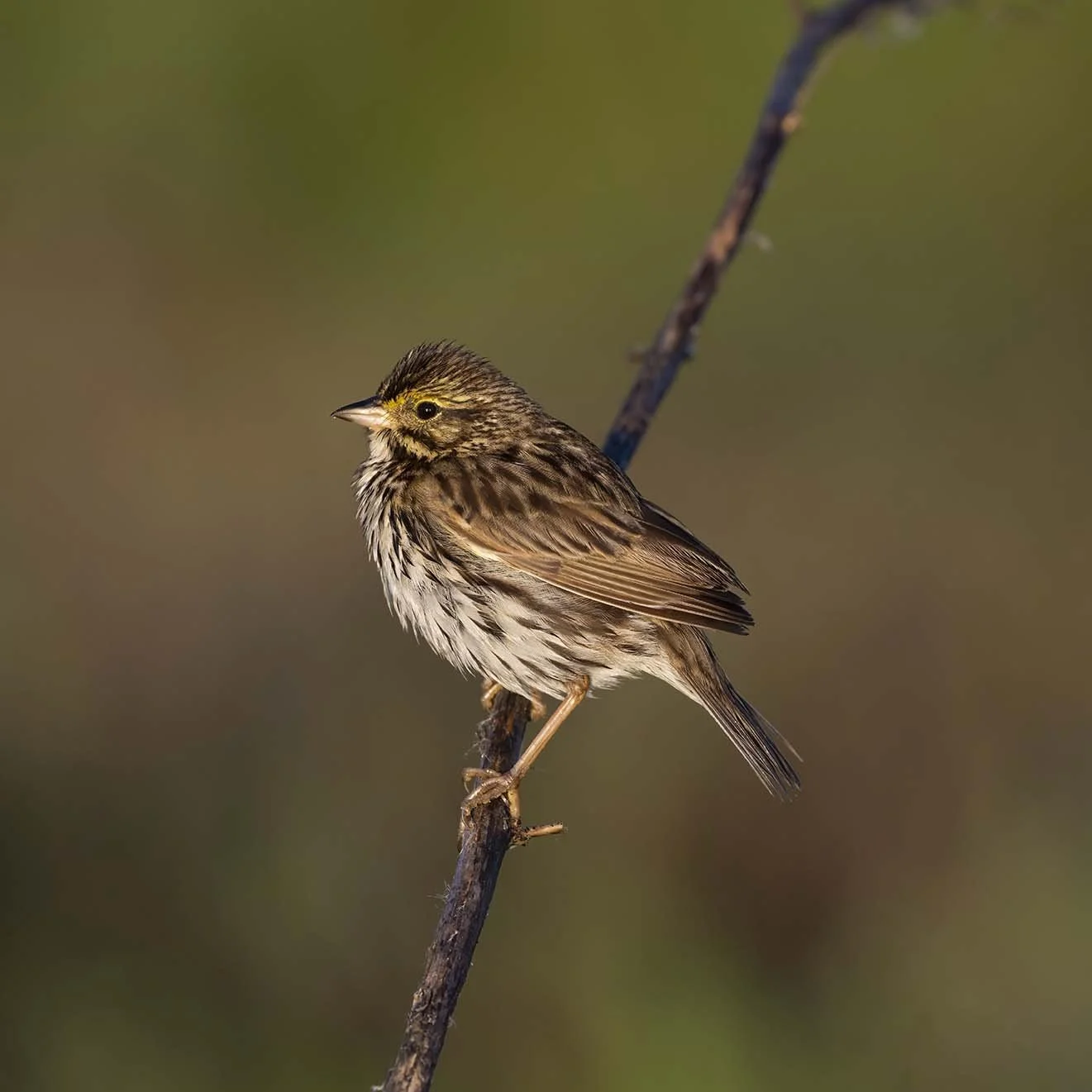 Belding's_Savannah_Sparrow_Z092696.JPG