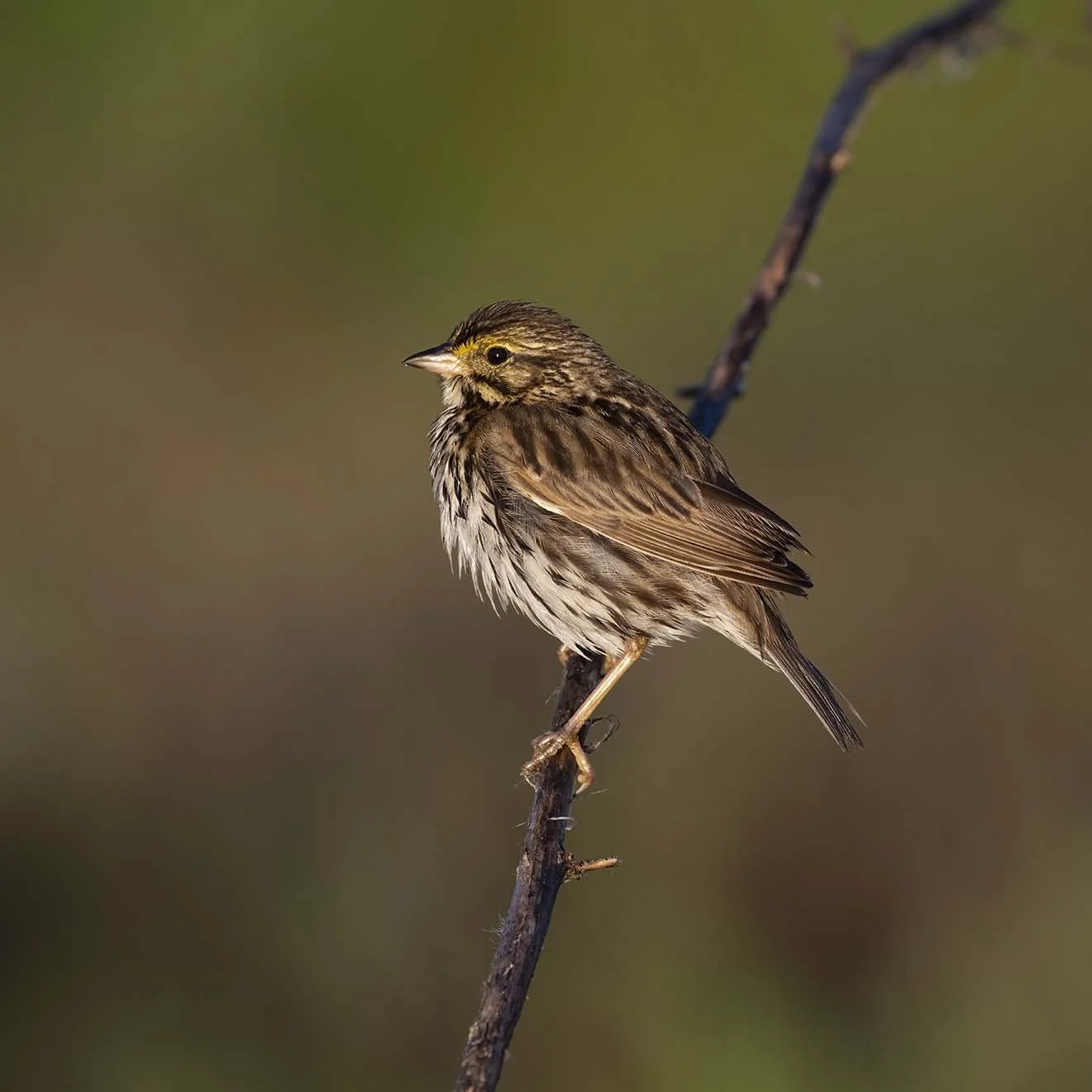 Belding's_Savannah_Sparrow_Z092718.JPG