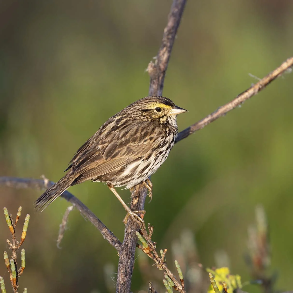Belding's_Savannah_Sparrow_Z092742.JPG