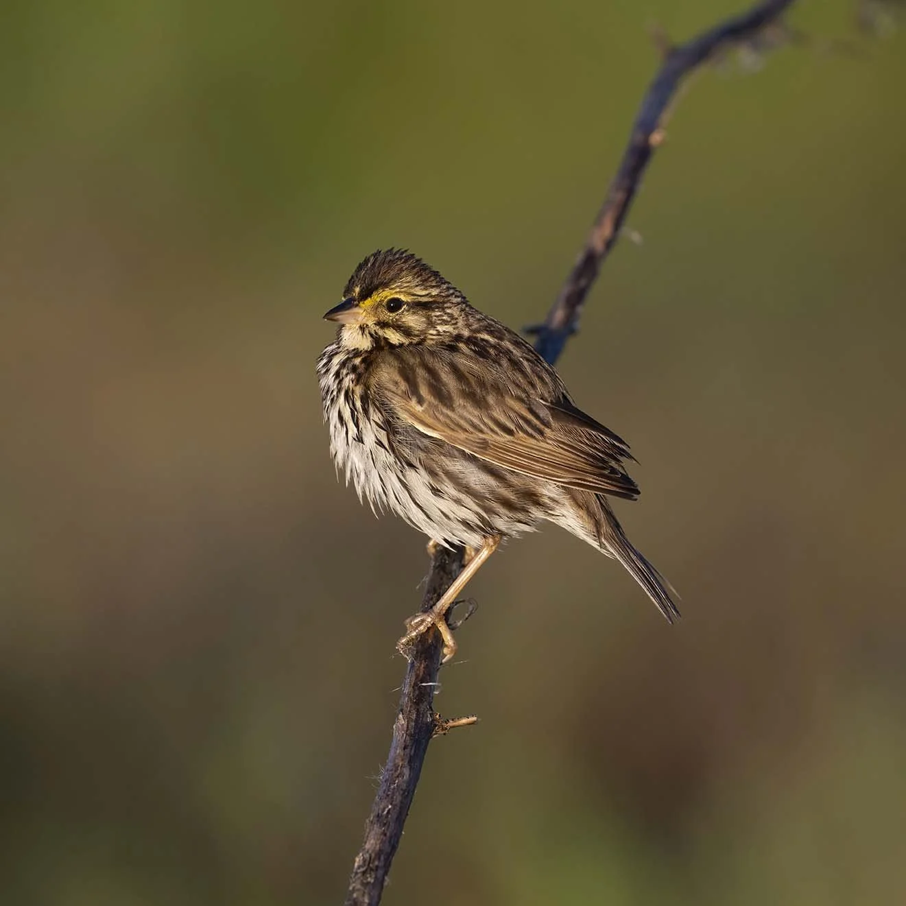 Belding's_Savannah_Sparrow_Z092720.JPG