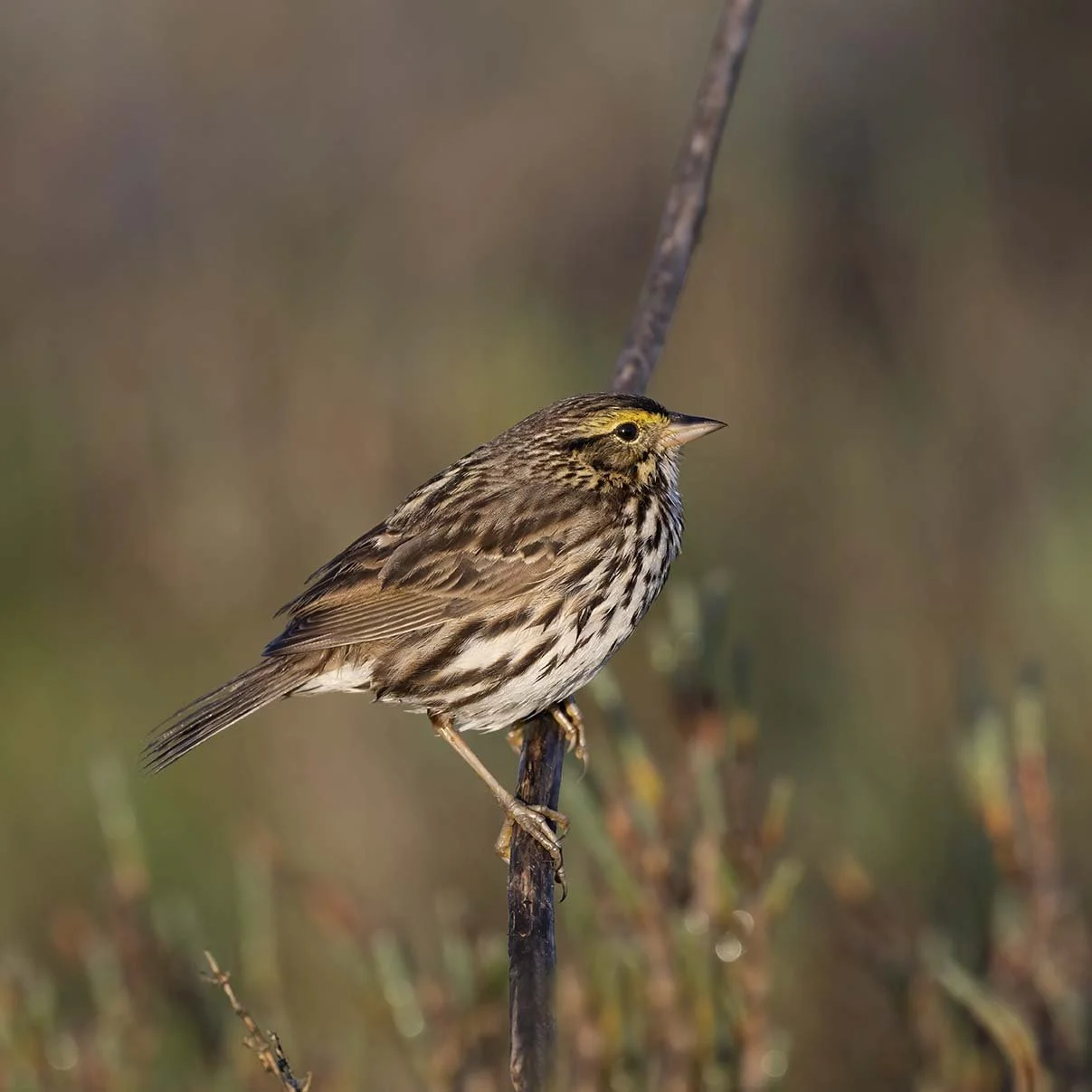 Belding's_Savannah_Sparrow_Z092767.JPG