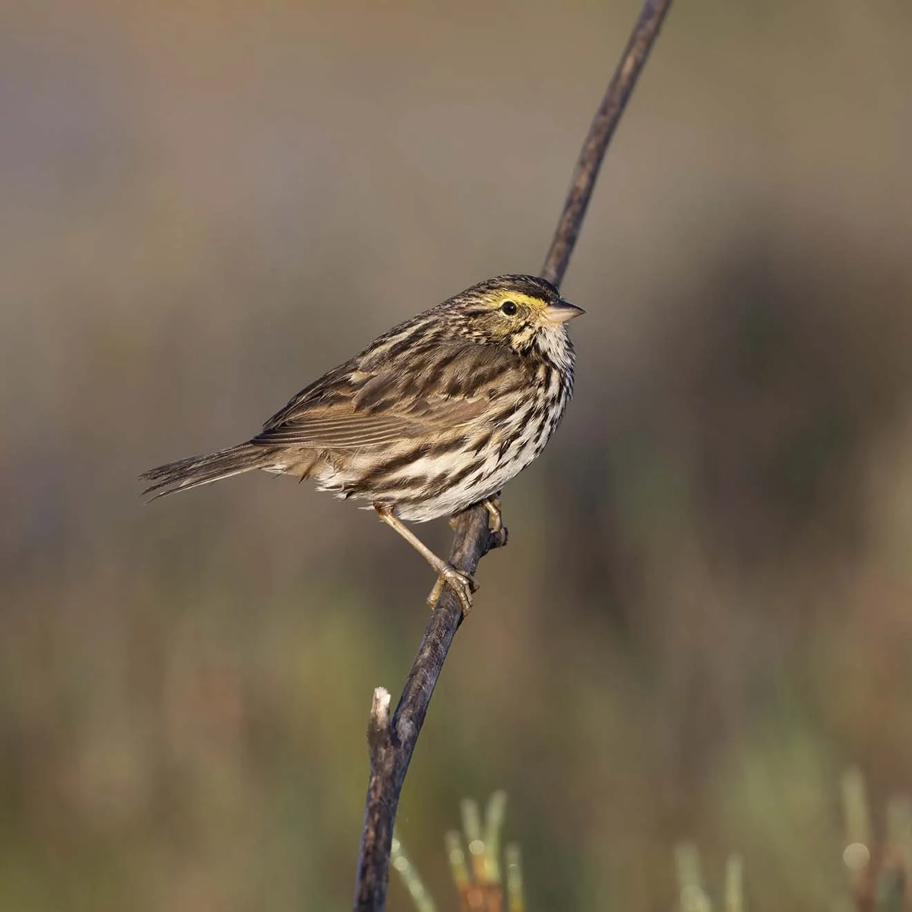 Belding's_Savannah_Sparrow_Z092774.JPG
