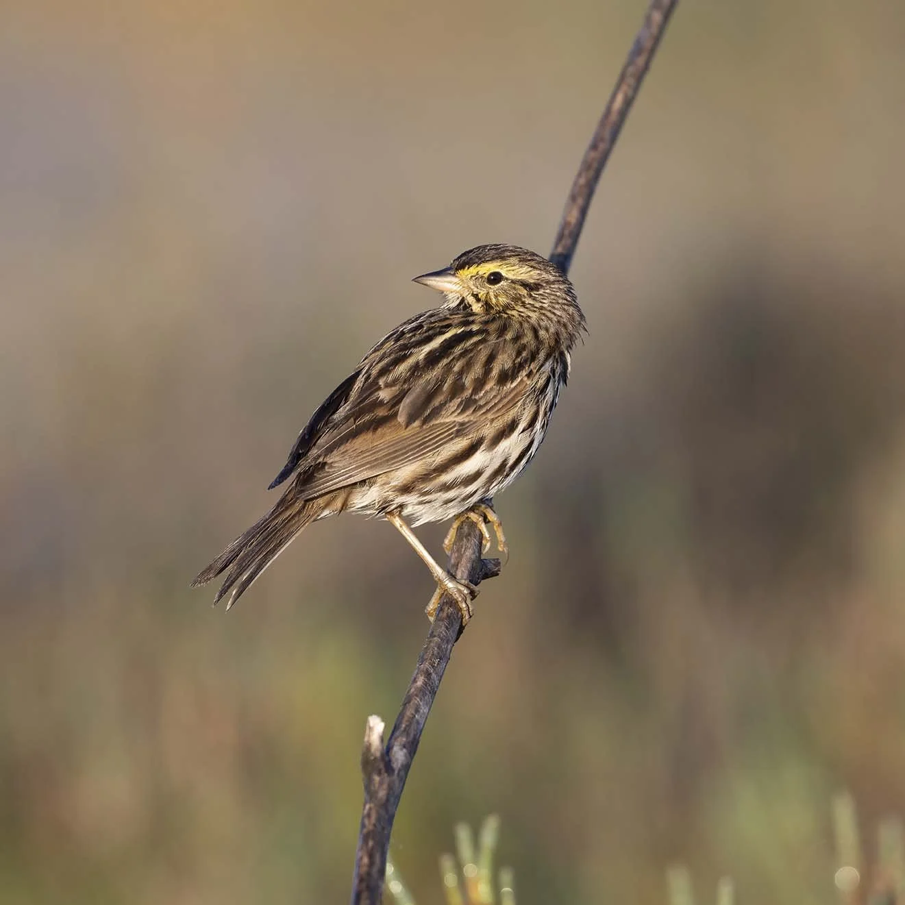 Belding's_Savannah_Sparrow_Z092800.JPG
