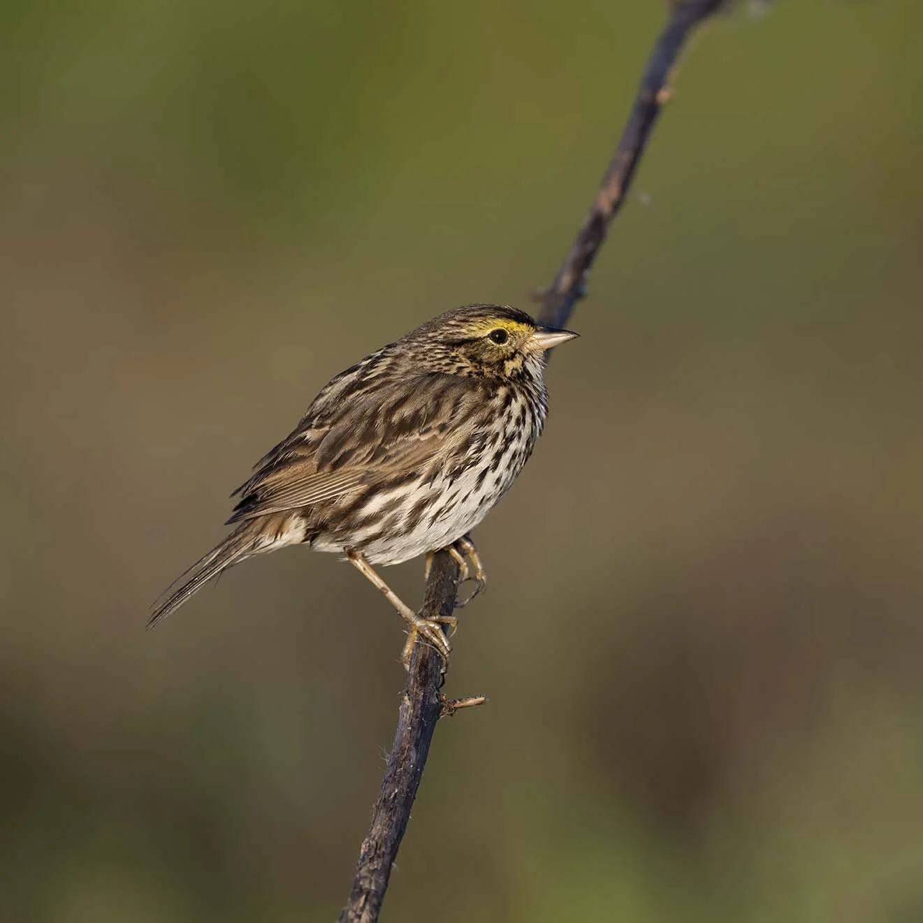 Belding's_Savannah_Sparrow_Z092897.JPG