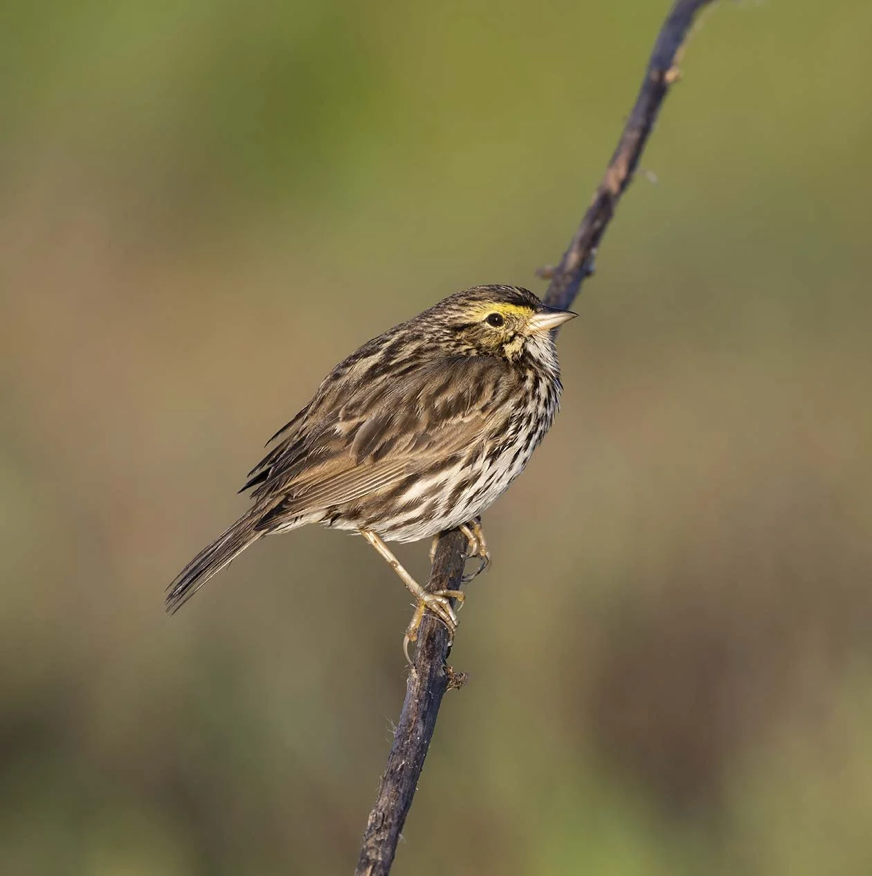 Belding's_Savannah_Sparrow_Z092938.JPG